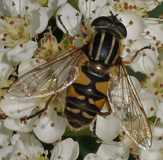 Helophilus pendulus