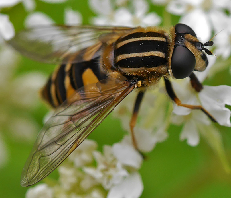 Helophilus pendulus