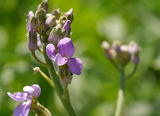Hesperis matronalis