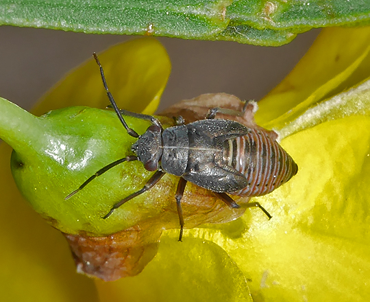 Heterocordylus tibialis
