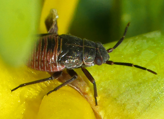 Heterocordylus tibialis