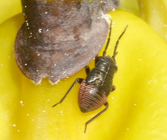 Heterocordylus tibialis
