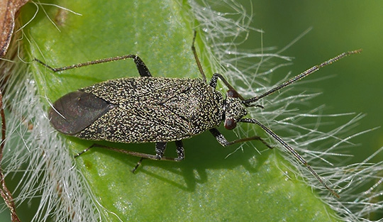 Heterocordylus tibialis