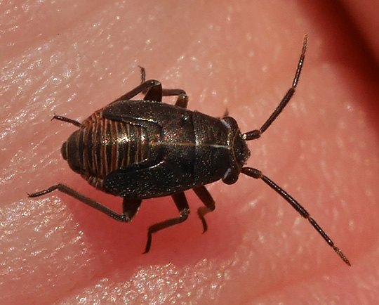 Heterocordylus tibialis
