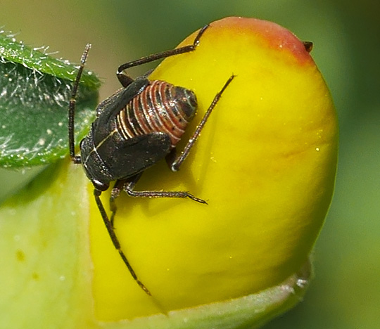 Heterocordylus tibialis