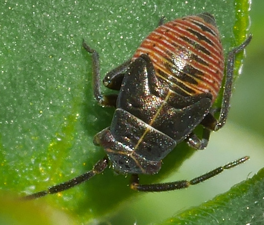 Heterocordylus tibialis