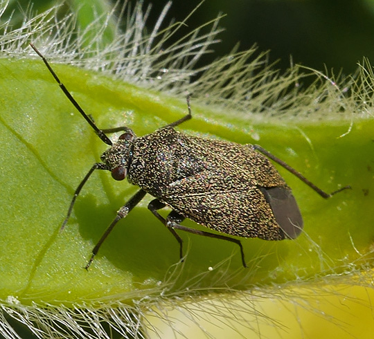 Heterocordylus tibialis