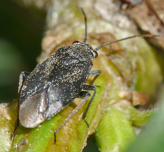 Heterocordylus tibialis