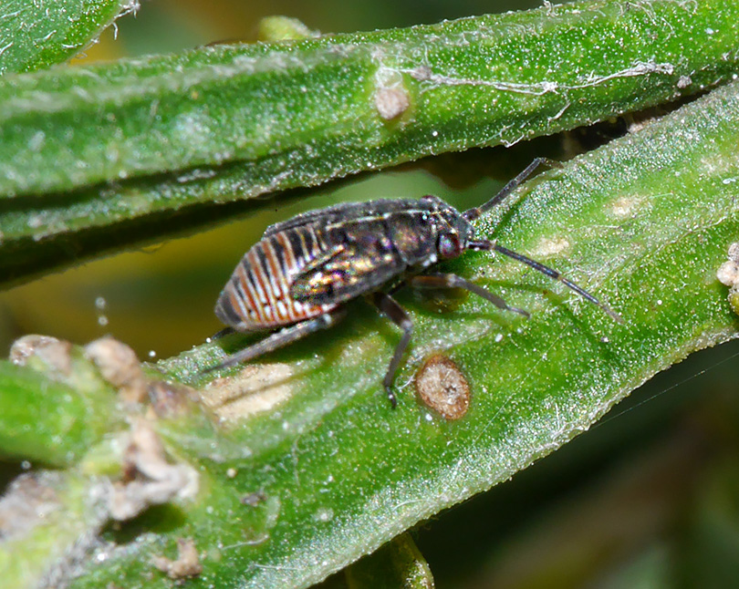 Heterocordylus tibialis