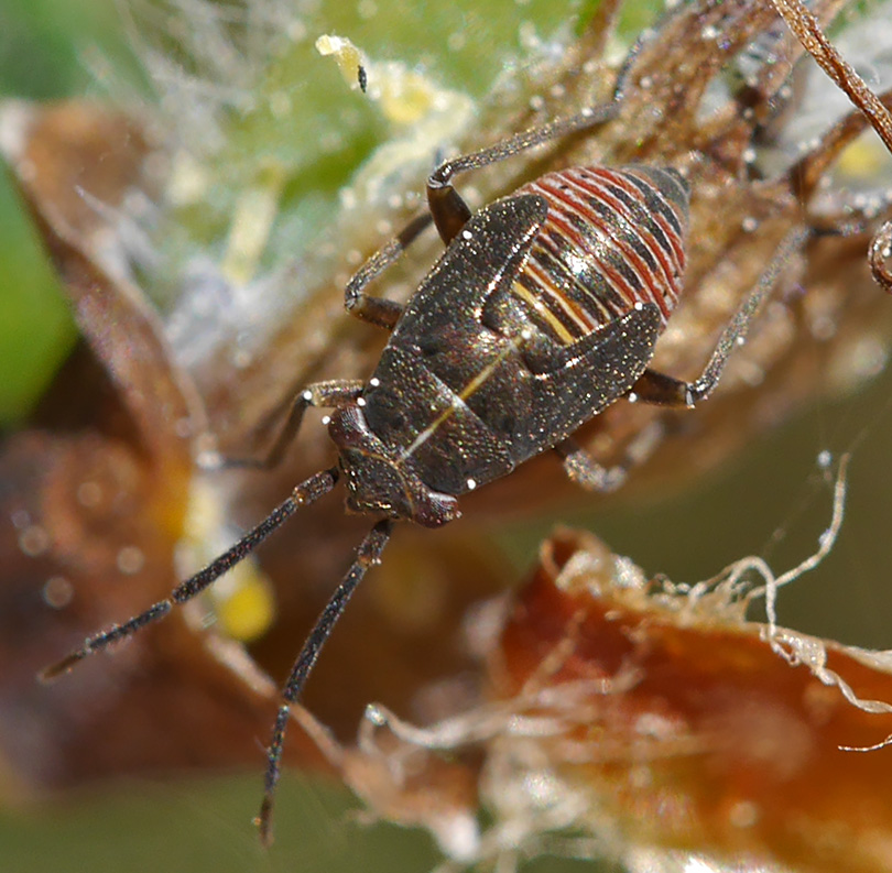 Heterocordylus tibialis