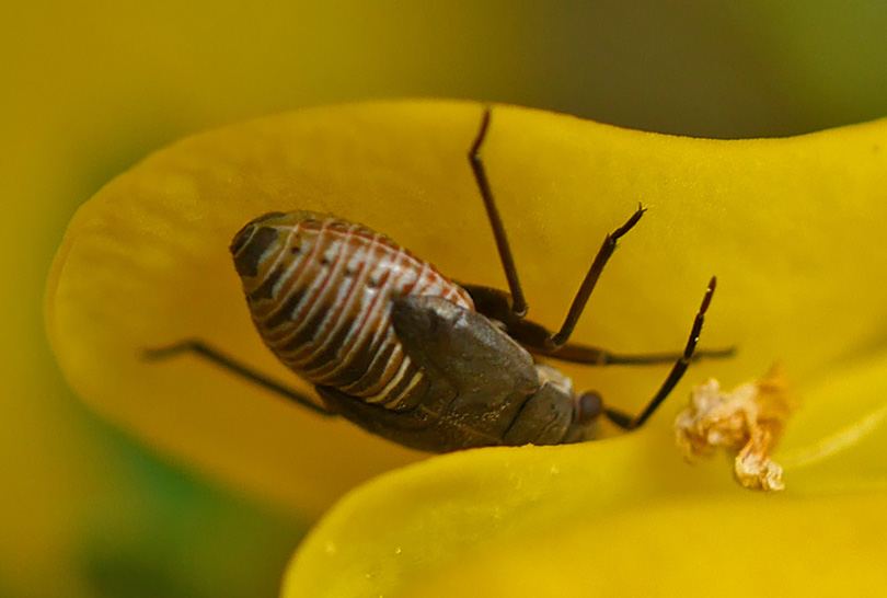 Heterocordylus tibialis