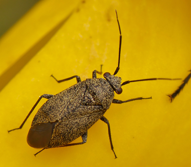 Heterocordylus tibialis