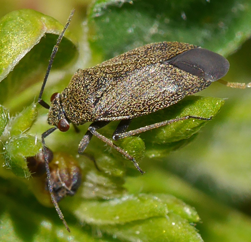 Heterocordylus tibialis