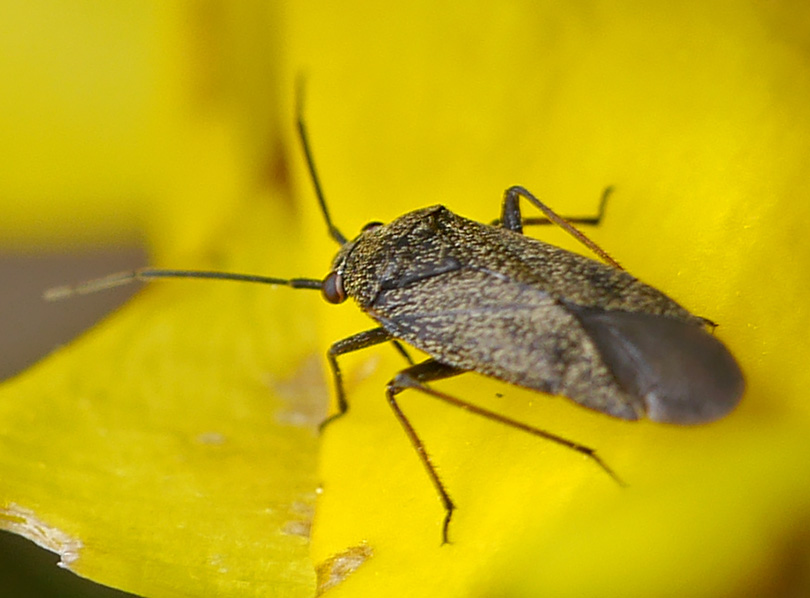 Heterocordylus tibialis