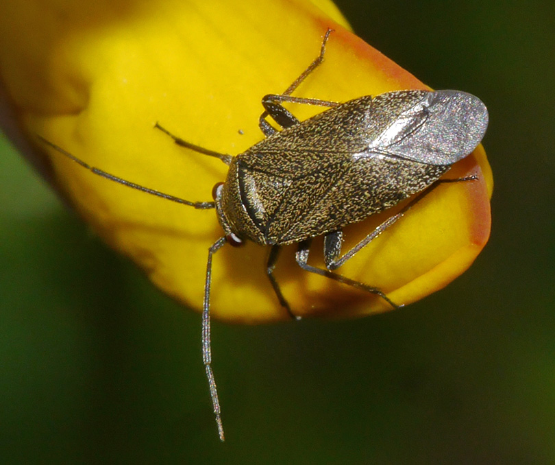 Heterocordylus tibialis