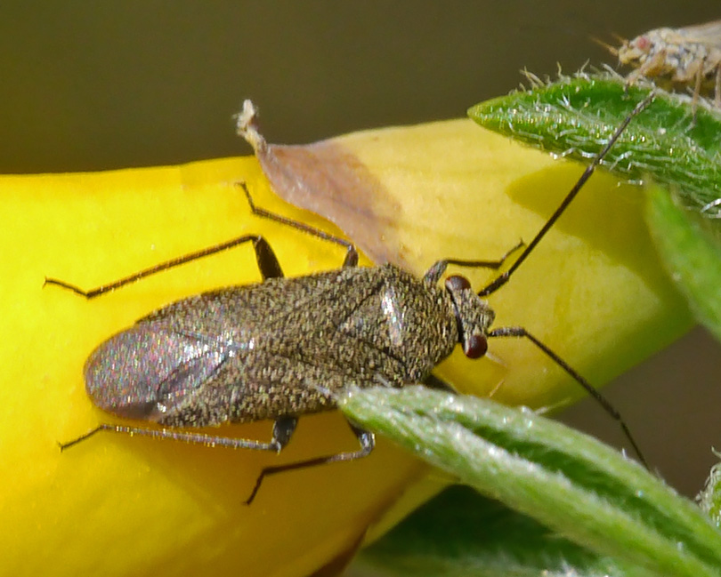 Heterocordylus tibialis