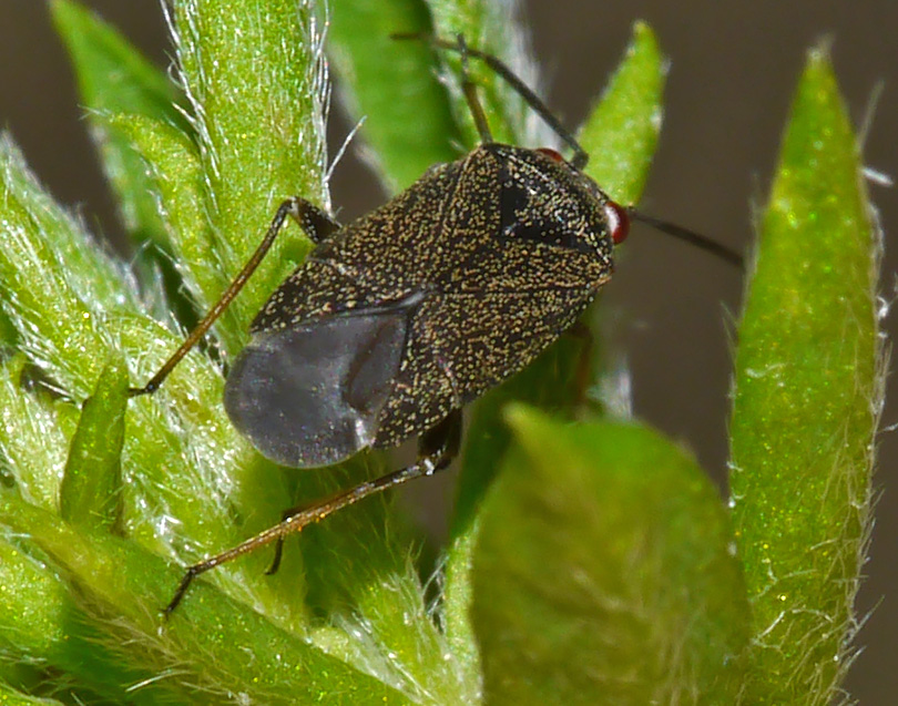 Heterocordylus tibialis