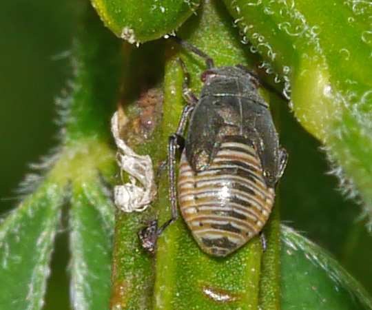 Heterocordylus tibialis