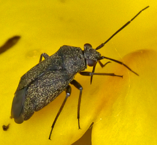 Heterocordylus tibialis