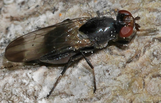 Homalocephala biumbrata