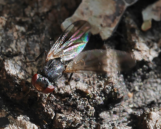 Homalocephala biumbrata