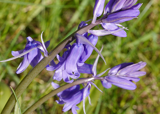 Hyacinthoides non-scripta