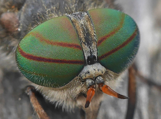 Hybomitra distinguenda