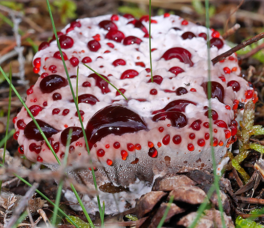 Hydnellum peckii