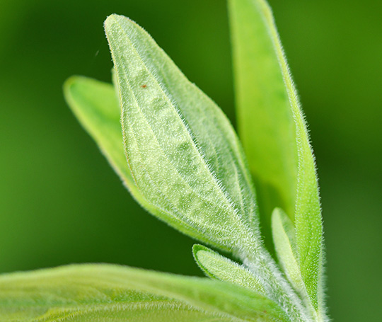 Hypericum hirsutum