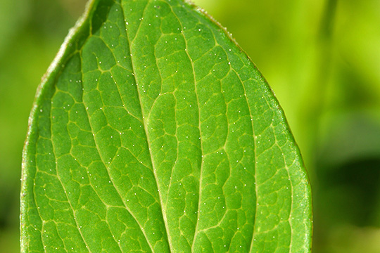 Hypericum maculatum