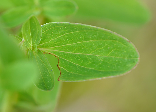 Hypericum perforatum