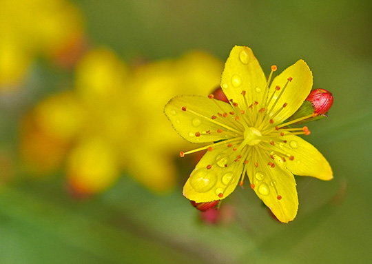 Hypericum pulchrum