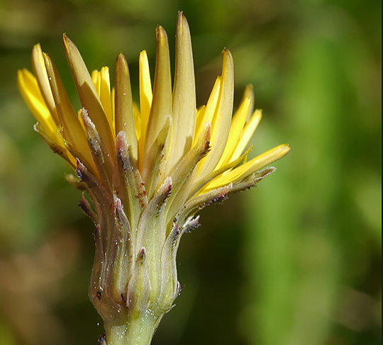 Hypochaeris radicata