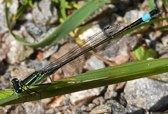 Ischnura elegans