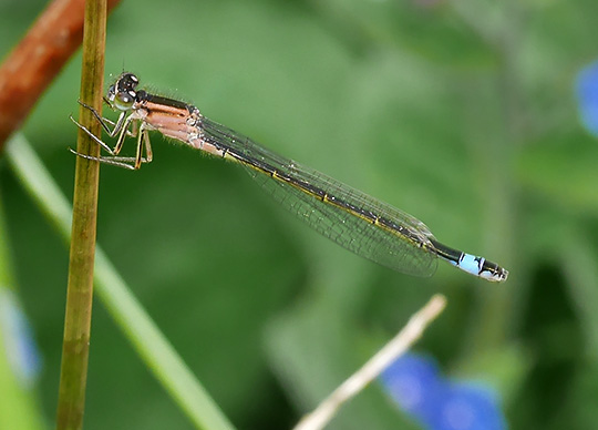 Ischnura elegans