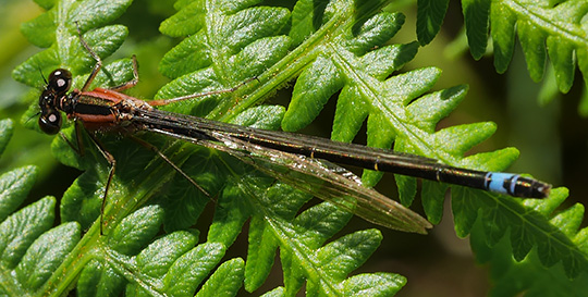 Ischnura elegans