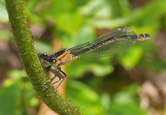 Ischnura elegans