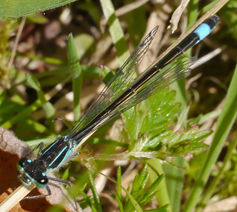 Ischnura elegans