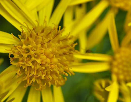 Jacobaea vulgaris