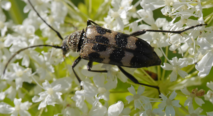 Judolia sexmaculata