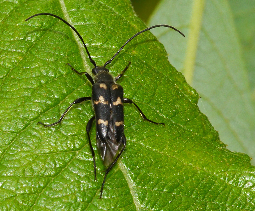 Judolia sexmaculata