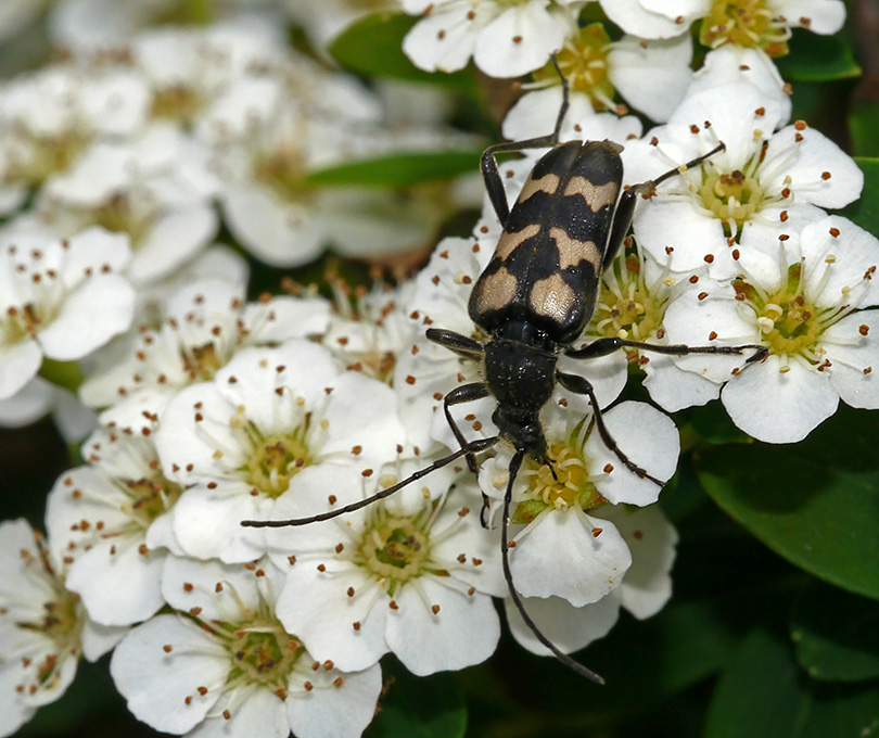 Judolia sexmaculata