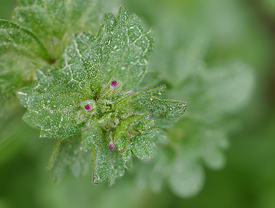Lamium amplexicaule