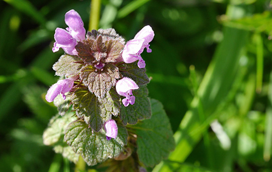 Lamium purpureum