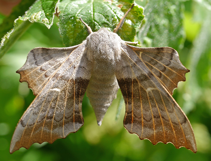Laothoe populi