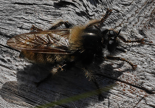 Laphria flava