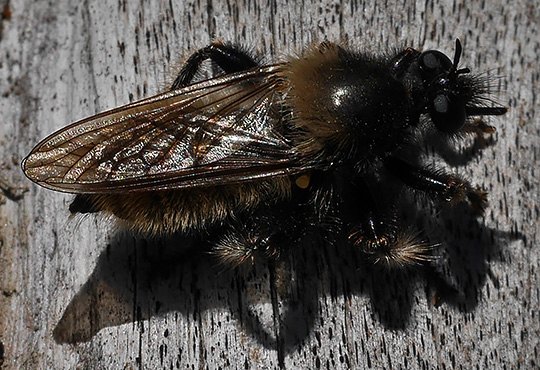Laphria flava