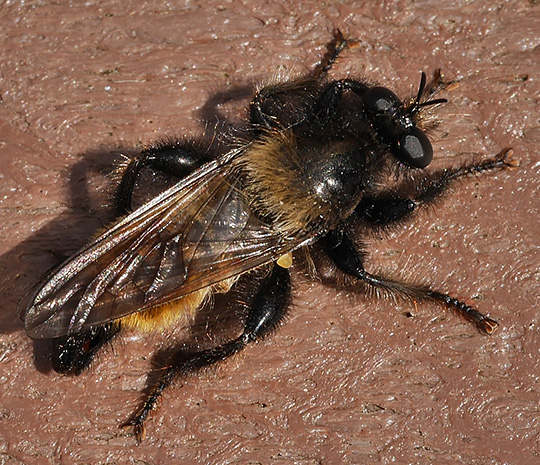 Laphria flava