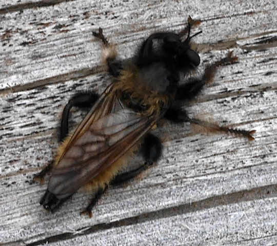 Laphria flava