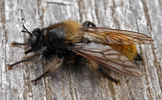 Laphria flava